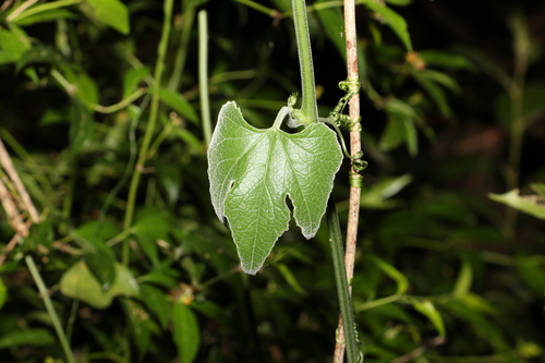 Image of Silky Cucumber (Trichosanthes subvelutina) by (c) Greg Tasney, some rights reserved (CC BY-SA)