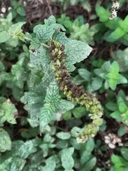 Mentha × rotundifolia