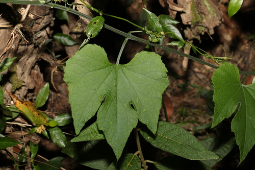 Image of Silky Cucumber (Trichosanthes subvelutina) by (c) Greg Tasney, some rights reserved (CC BY-SA)