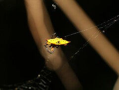 Gasteracantha quadrispinosa