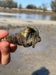 Clibanarius longitarsus