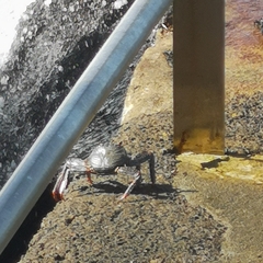 Grapsus adscensionis