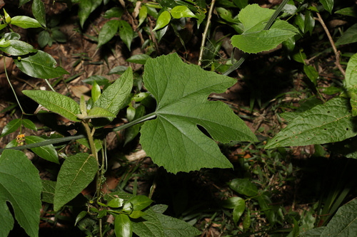 Image of Silky Cucumber (Trichosanthes subvelutina) by (c) Greg Tasney, some rights reserved (CC BY-SA)