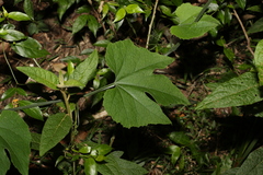 Trichosanthes subvelutina
