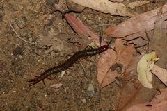 Cormocephalus