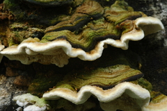Trametes polyzona