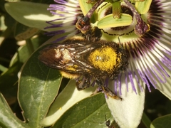 Xylocopa augusti