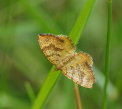 Chrysolarentia correlata