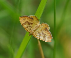 Chrysolarentia correlata