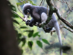 Trachypithecus obscurus