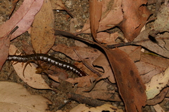 Cormocephalus