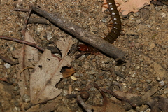 Cormocephalus