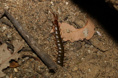 Cormocephalus