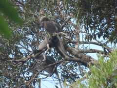Trachypithecus obscurus