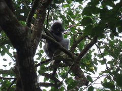 Trachypithecus obscurus