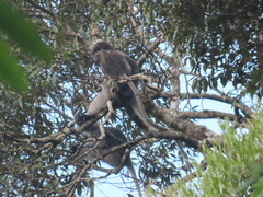 Trachypithecus obscurus