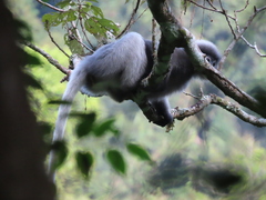 Trachypithecus obscurus
