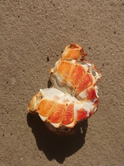 Grapsus adscensionis