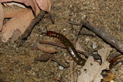 Cormocephalus