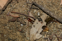 Cormocephalus