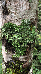 Ricasolia quercizans