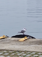 Chroicocephalus ridibundus