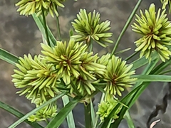 Cyperus eragrostis