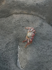 Grapsus adscensionis
