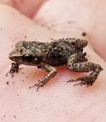 Eleutherodactylus rogersi