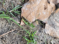 Chortophaga australior