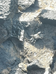 Grapsus adscensionis