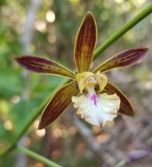 Encyclia altissima