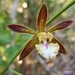 Encyclia altissima - Photo (c) Kristin A. Bakkegard, some rights reserved (CC BY-NC), uploaded by Kristin A. Bakkegard