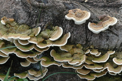 Trametes polyzona