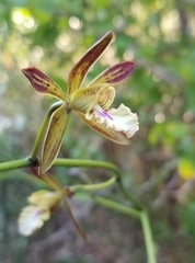 Encyclia altissima