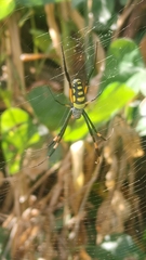 Trichonephila senegalensis