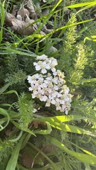Achillea millefolium