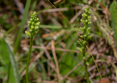 Microtis unifolia