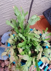 Schlumbergera truncata