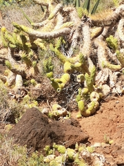 Austrocylindropuntia subulata