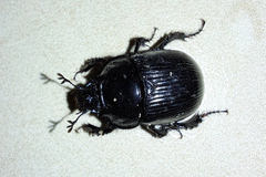 Typhaeus typhoeus