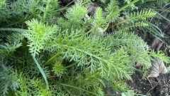 Achillea millefolium