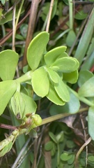 Bacopa