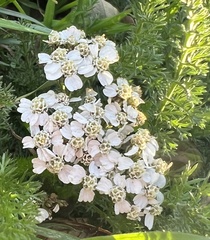 Achillea millefolium