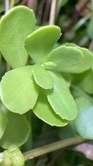Bacopa