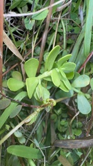 Bacopa
