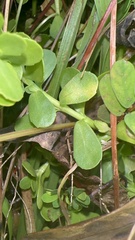 Bacopa