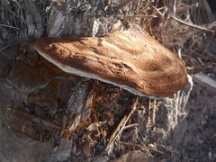 Coriolopsis gallica