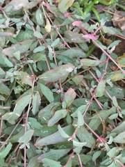 Atriplex semibaccata