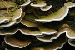 Trametes polyzona